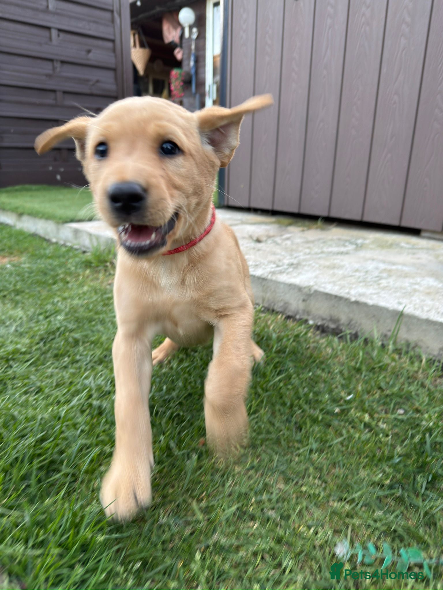 Labrador Retriever dogs Labrador retriever KC registered puppies - Advert 2