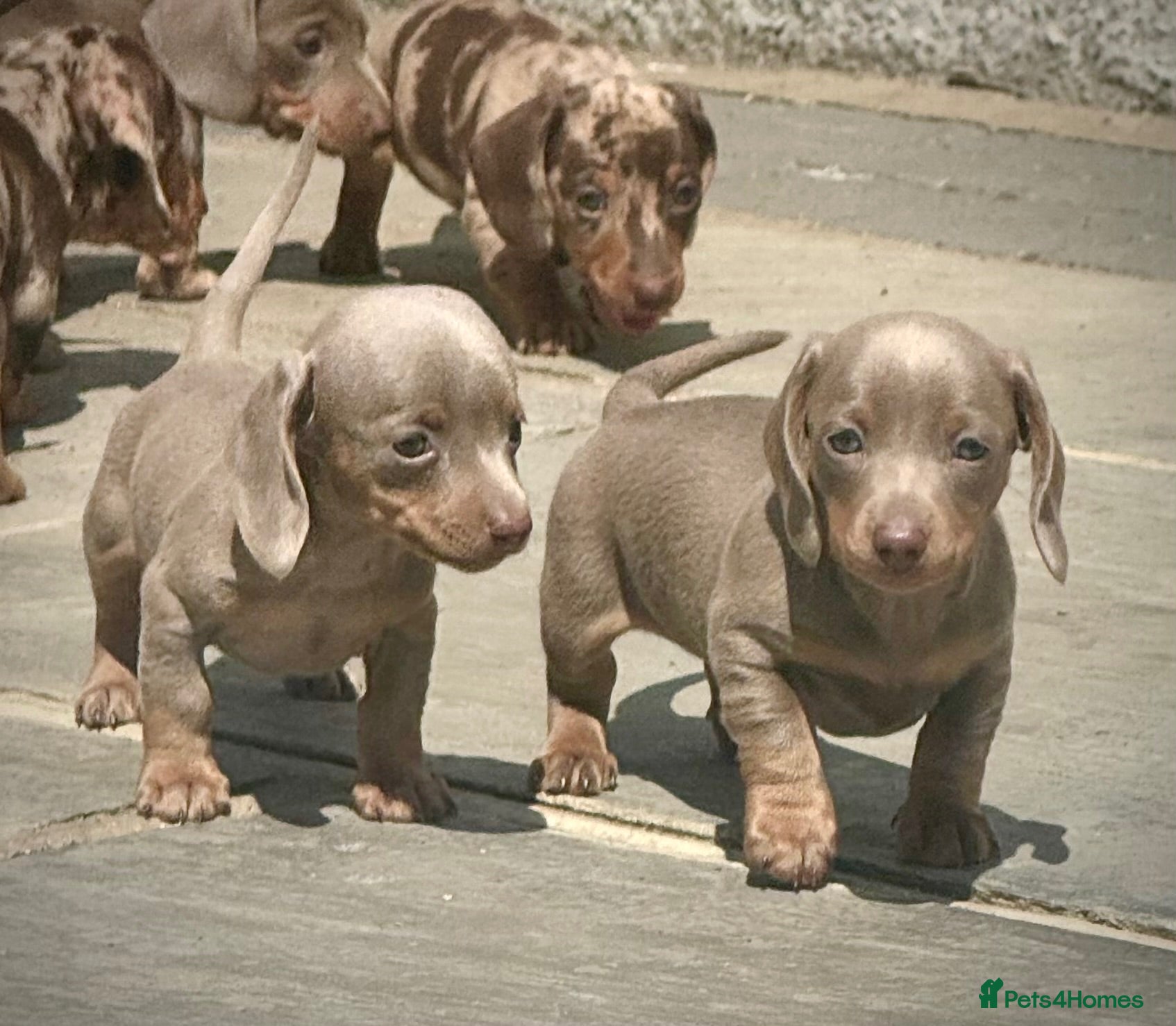 Miniature Dachshund dogs Outstanding Litter of Miniature dachshund puppies  - Advert 1