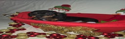 Miniature Dachshund dogs for sale: Miniature dachshund  - Advert 14