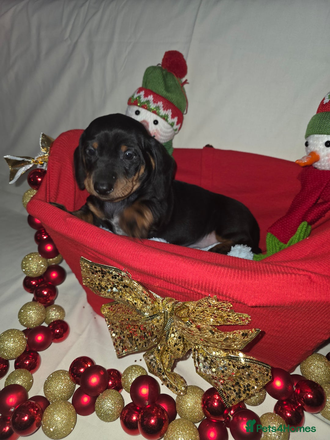 Miniature Dachshund dogs for sale: Miniature dachshund  - Advert 14