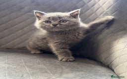 British Shorthair cats for sale: STUNNING pedigree solid blue 7month female kitten  - Image 8