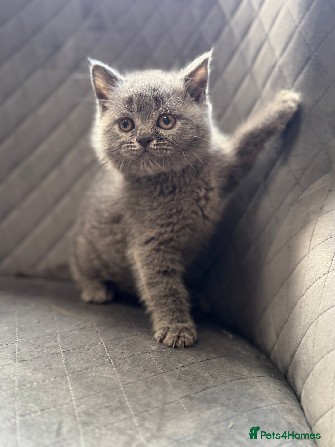British Shorthair cats for sale: STUNNING pedigree solid blue 7month female kitten  - Image 8
