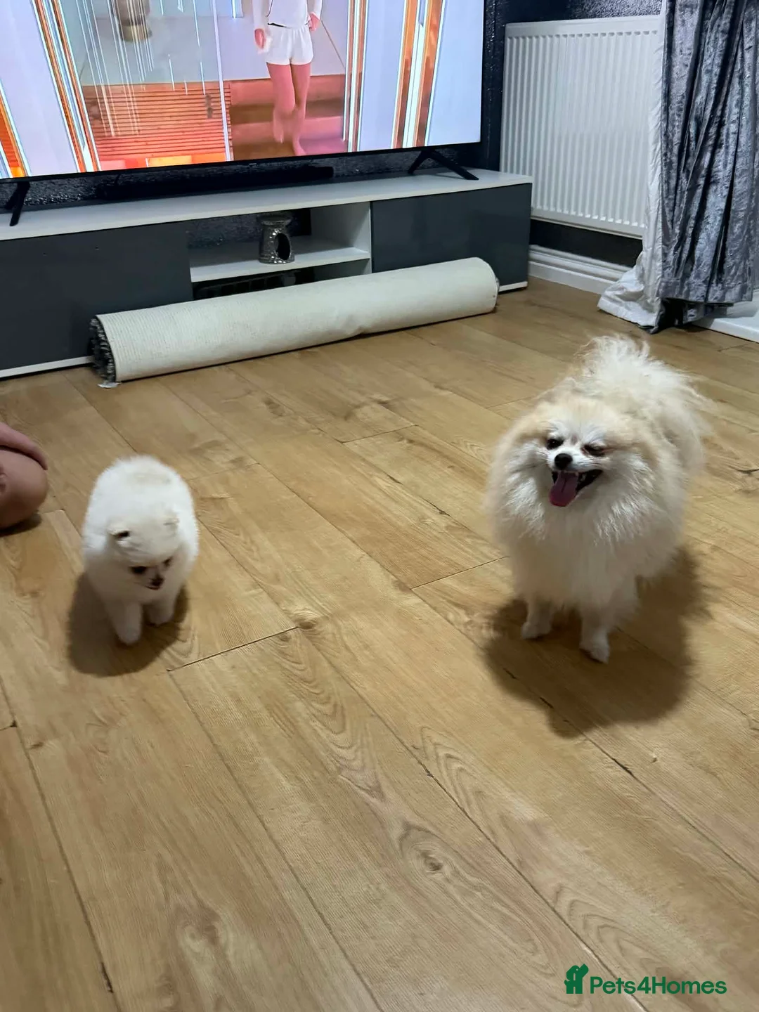 Pomeranian dogs for sale: White Pomeranian girl puppy - Advert 10