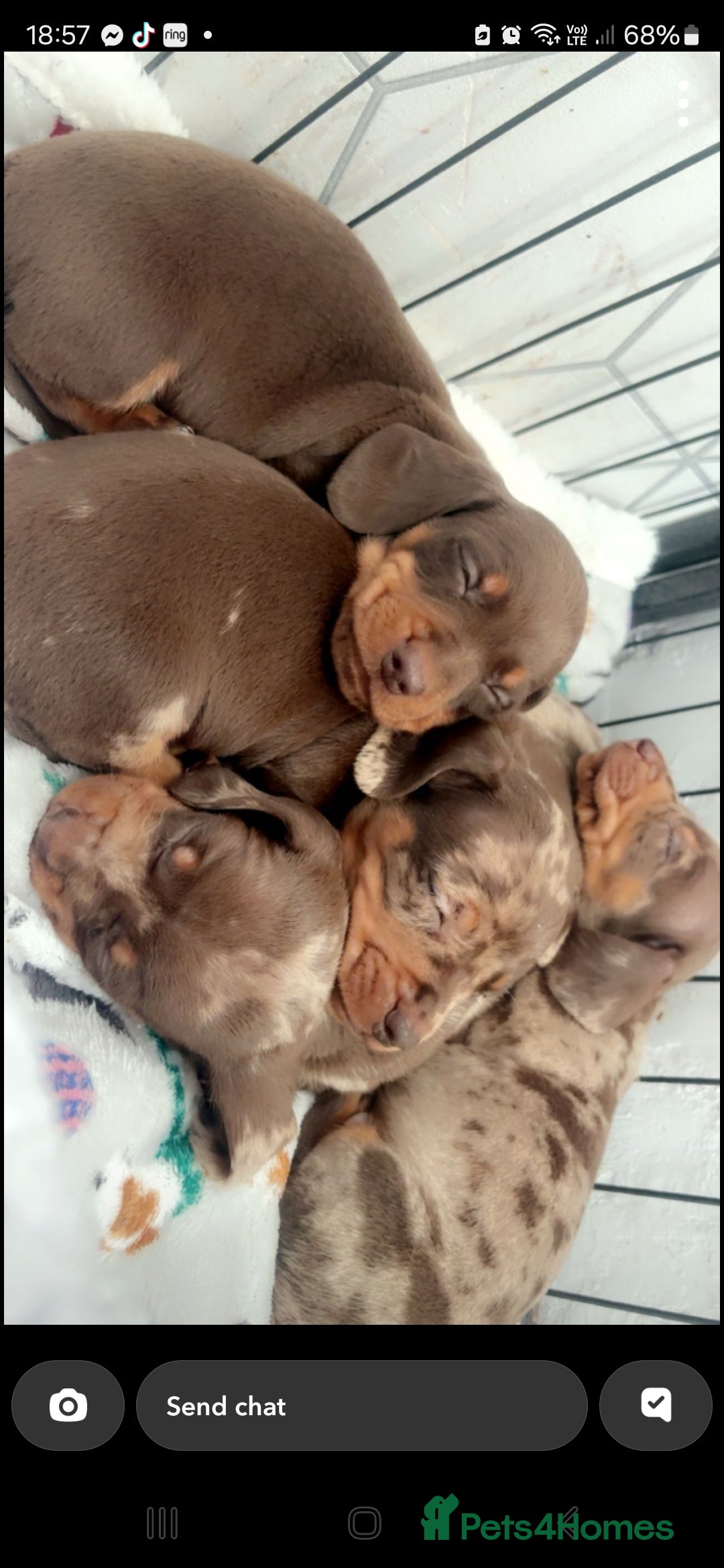 Miniature Dachshund dogs for sale:  Miniature dashound  - Advert 4