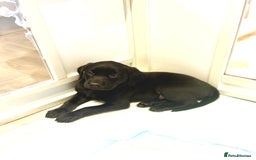 Labrador Retriever dogs for sale: Beautiful Labrador puppies for sale  - Image 5