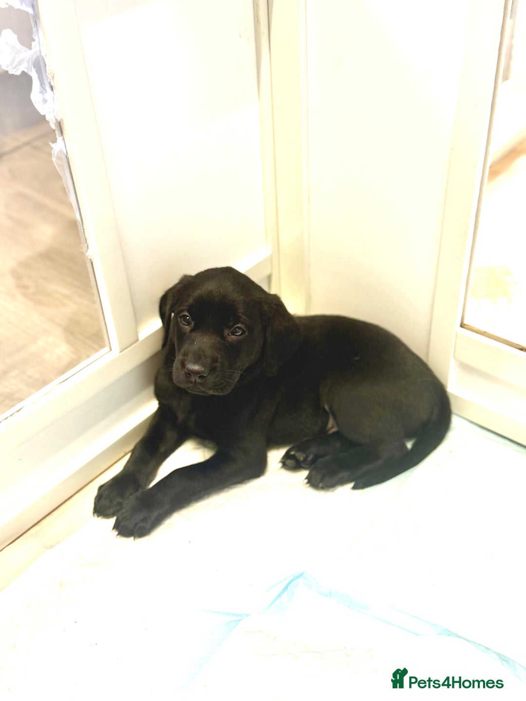 Labrador Retriever dogs for sale: Beautiful Labrador puppies for sale  - Image 5