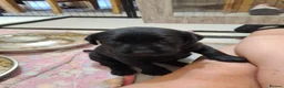 Labrador Retriever dogs for sale: Ready to leave! black KC Labrador Puppies - Advert 19