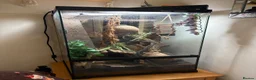 Gecko reptiles for sale: Female Crested Gecko for sale  - Advert 5