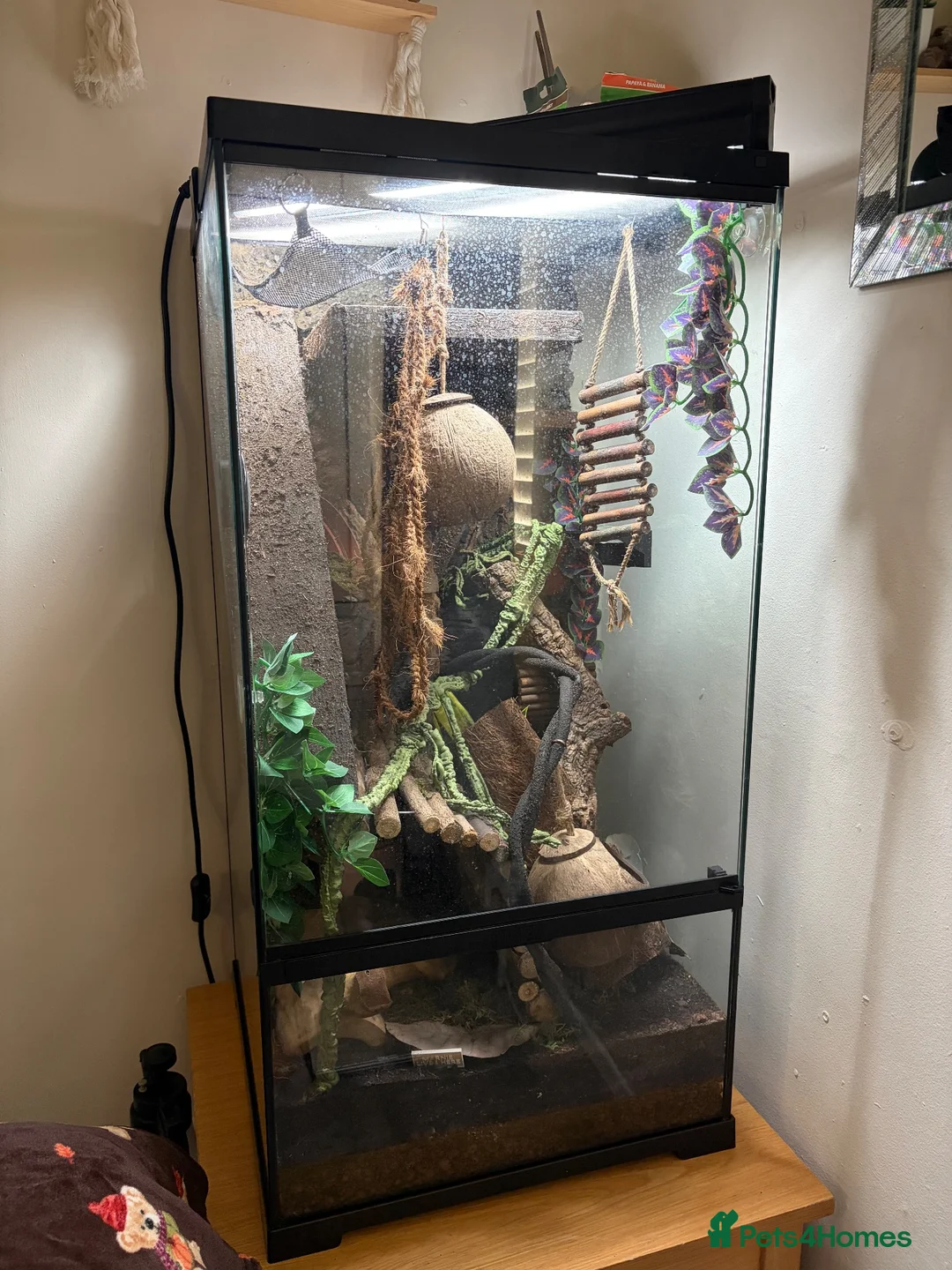 Gecko reptiles for sale: Female Crested Gecko for sale  - Advert 5