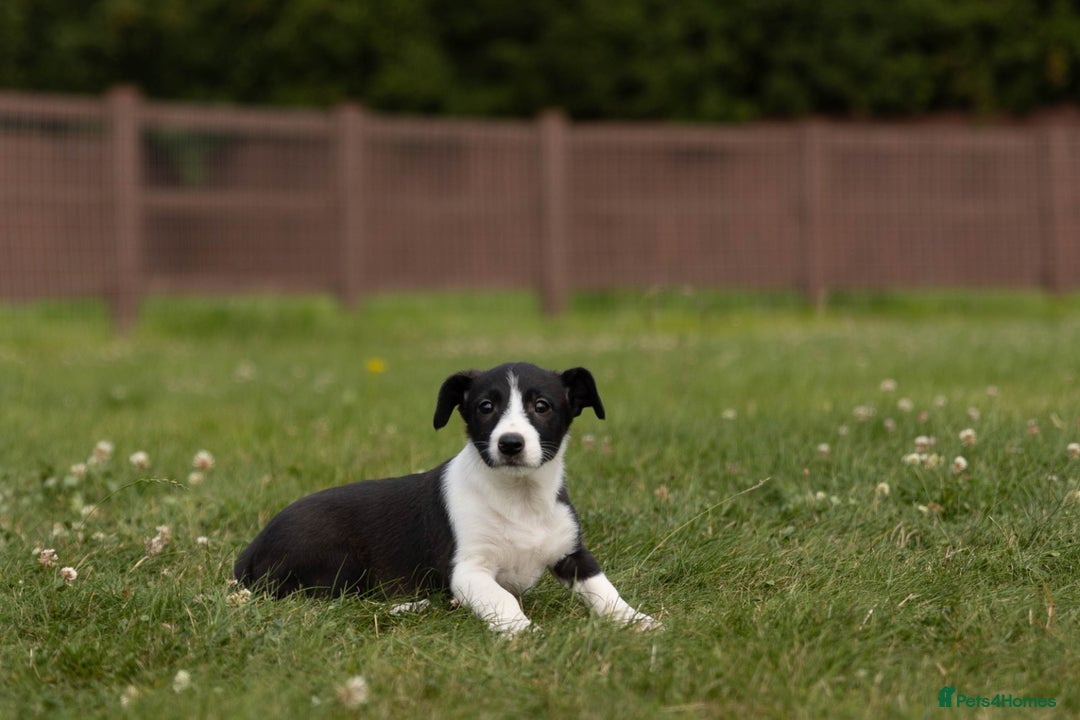Mixed Breed dogs for sale: 🐾 Jack Russell x Border Collie Puppies  - Image 37