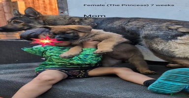German Shepherd dogs - Advert 1