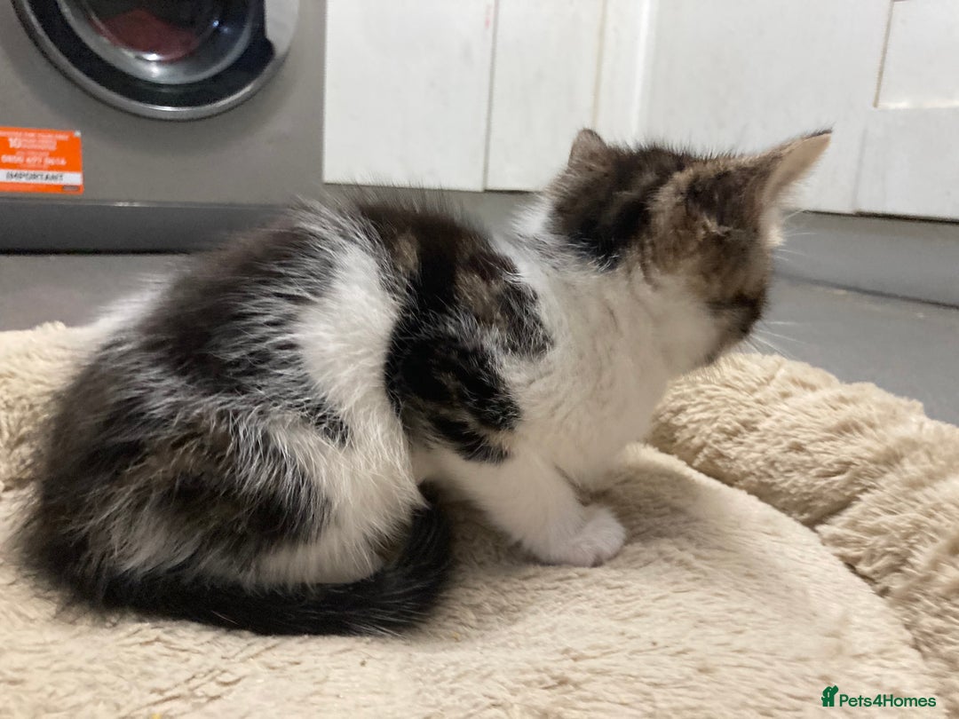 American Shorthair cats for sale: Adorable 8week old American shorthair kitten - Advert 4