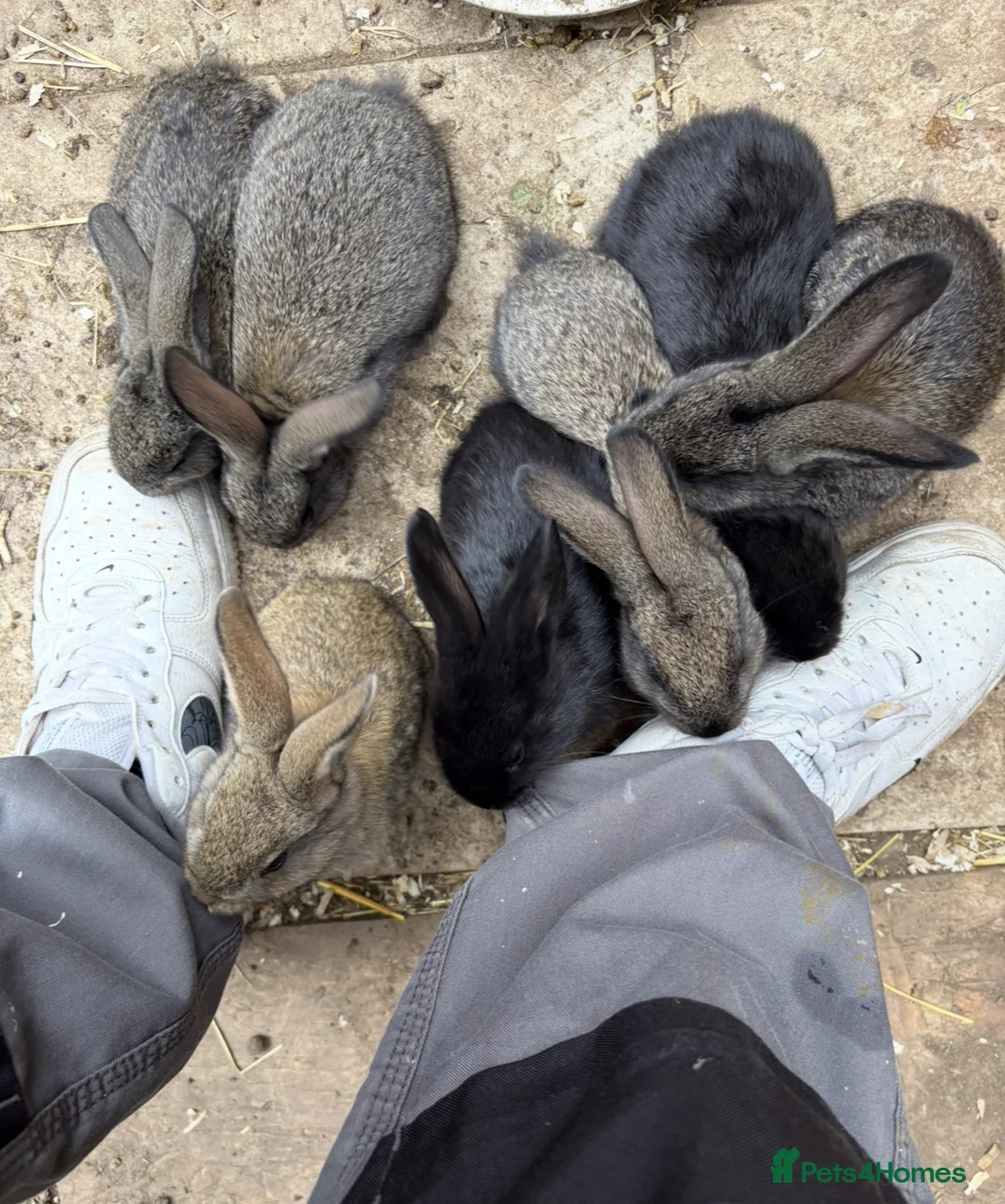 Mixed Breed rabbits for sale: Continental giant x  - Advert 6