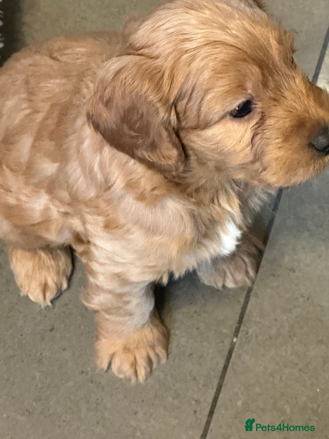 Cockapoo dogs for sale: F1 cockerpoo puppies  - Advert 6