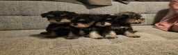 Miniature Schnauzer dogs for sale: READY NOW KC registered miniature schnauzer pups - Advert 7
