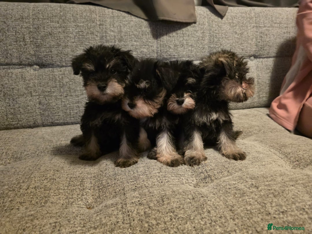 Miniature Schnauzer dogs for sale: READY NOW KC registered miniature schnauzer pups - Advert 7