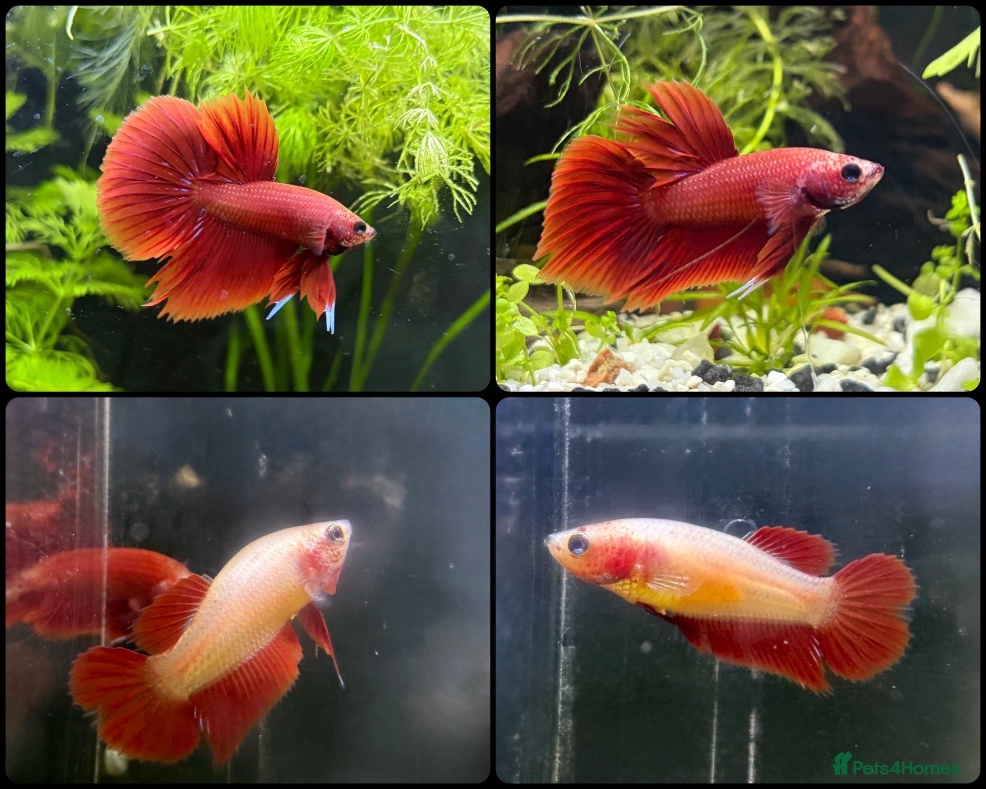 Bettas fish Beautiful bettas ready to go!  - Advert 3