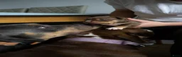 American Bully dogs for sale: Pocket Bully Puppies available in Penrith - Advert 9