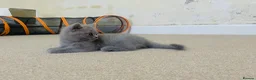 Russian Blue cats for sale: New litter 8wk Russian Blue British Shorthair boys - Advert 17