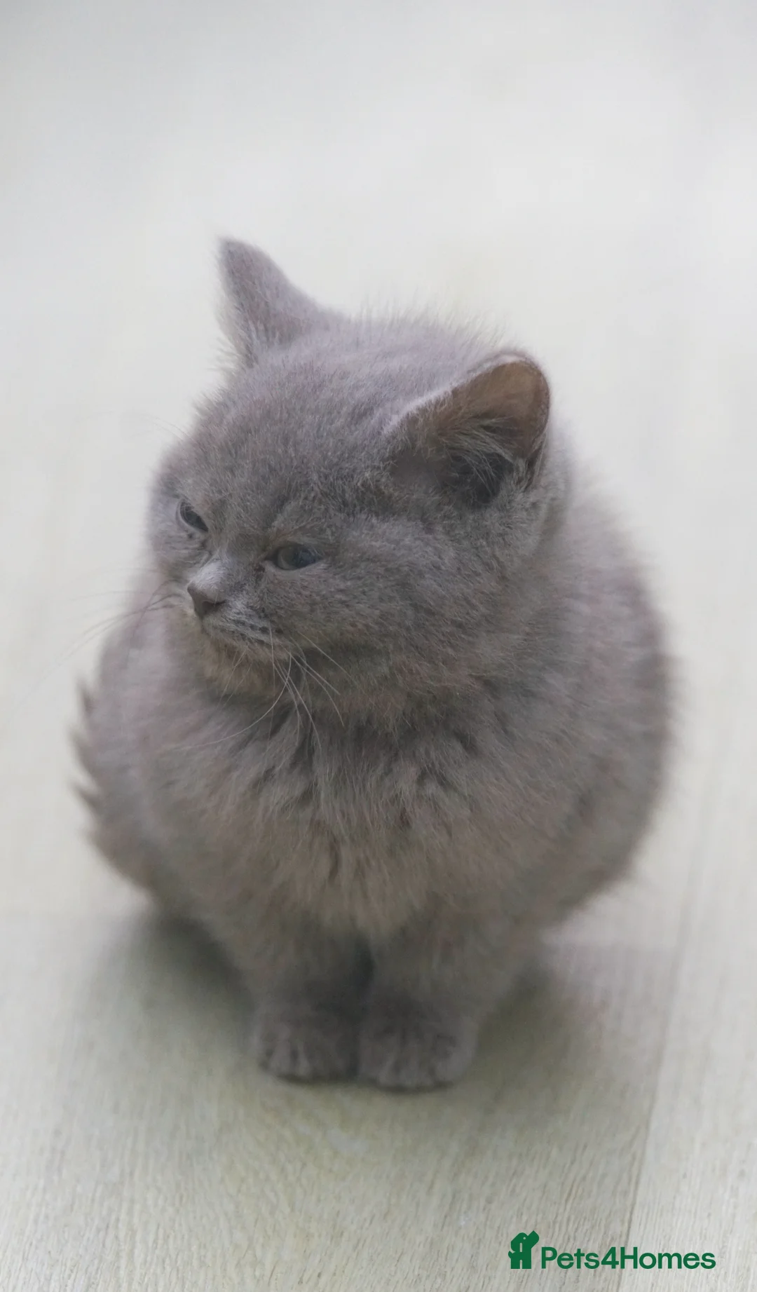 British Shorthair cats for sale: FEMALE & Male Pure British Shorthair kittens - Advert 4