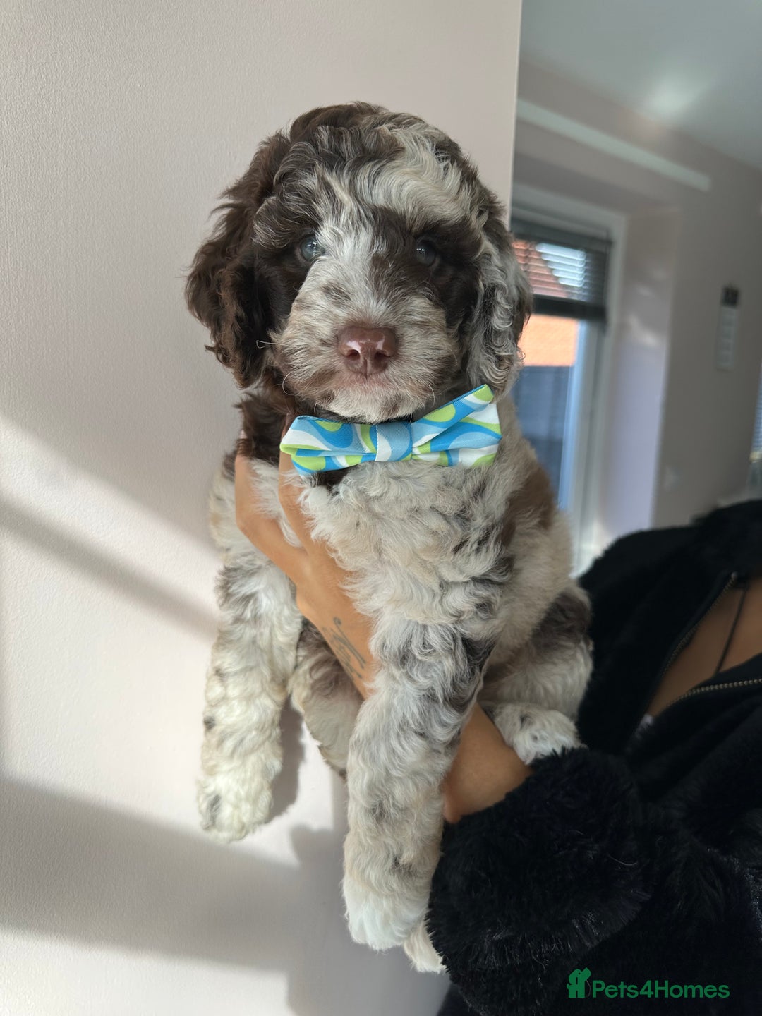 Mixed Breed dogs for sale: Goldendoodle/Australian double doodles  - Image 12