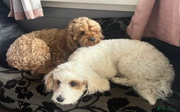 Mixed Breed dogs for sale: Cavapoochon Pups Wait List South Yorkshire - Image 7