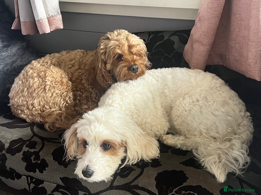 Mixed Breed dogs for sale: Cavapoochon Pups Wait List South Yorkshire - Image 7