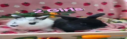 Mini Lop rabbits for sale: Mini lop 2 chunky tame girls left - Advert 2