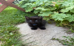 Maine Coon cats for sale: Mixed mainecoons kittens  - Image 6