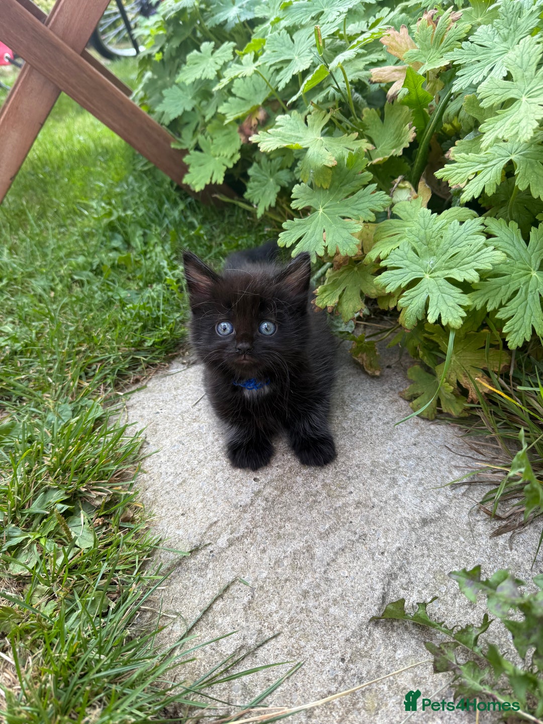 Maine Coon cats for sale: Mixed mainecoons kittens  - Image 6