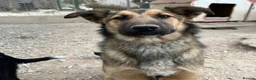 Mixed Breed dogs for adoption: Ted (German Shepherd mix) in Chesterfield - Advert 10