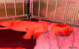 Labrador Retriever dogs for sale: Labrador Retriever Pups - Image 3