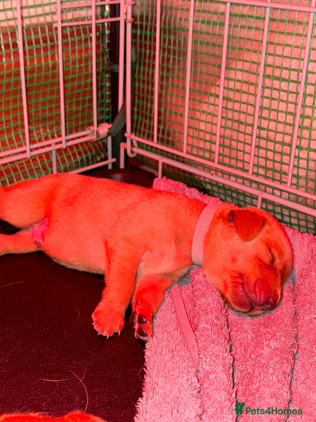 Labrador Retriever dogs for sale: Labrador Retriever Pups - Image 3