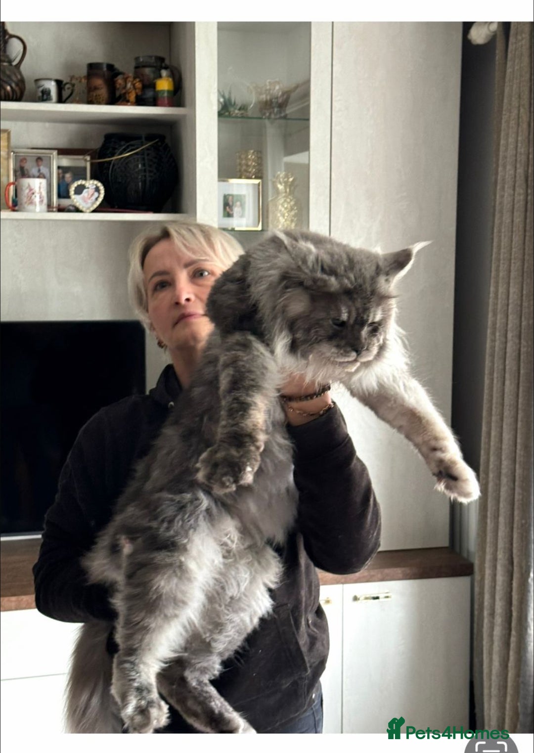 Maine Coon cats for sale: Stunning Maine Coon girls  - Image 24