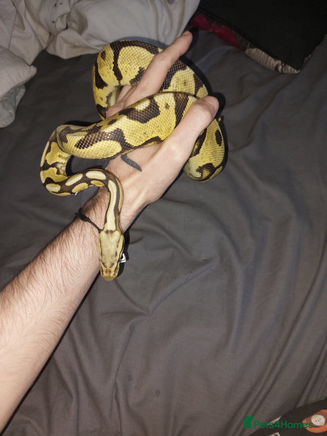 Python Snake reptiles for sale: Yellow belly python - Advert 3