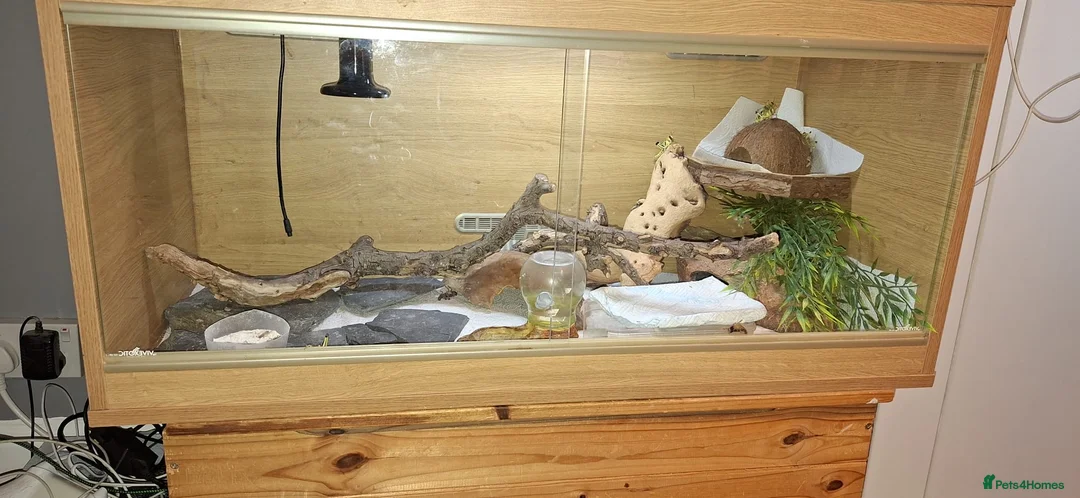 Gecko reptiles for sale: Free female leopard geckos - Advert 5