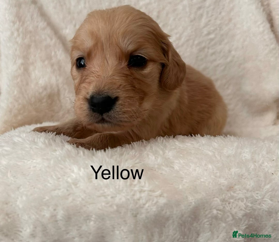 Golden Retriever dogs for sale: Beautiful KC Reg Golden Retriever - Advert 8
