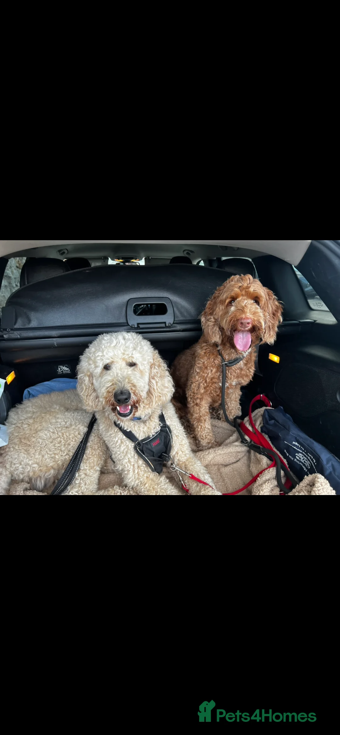 Mixed Breed dogs for sale: Exceptional Australian labradoodle /Double Doodles - Advert 12