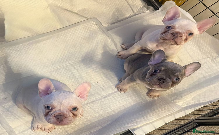 French Bulldog dogs - Advert 3