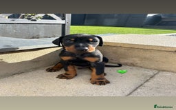 Dobermann dogs for sale: Doberman puppies - Image 1