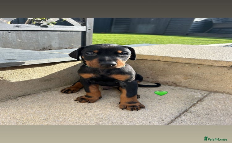 Dobermann dogs - Advert 1