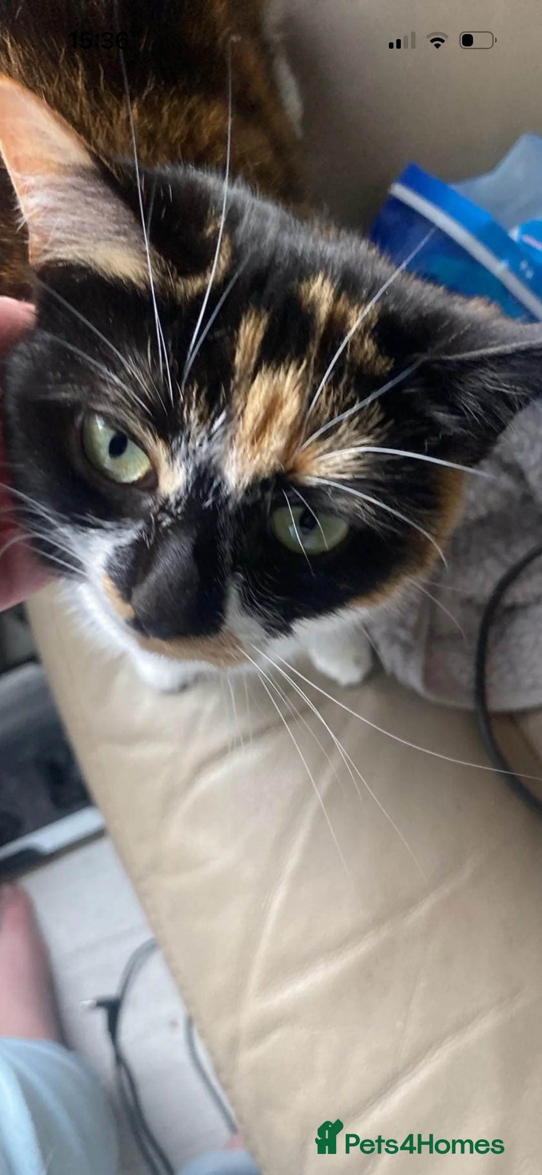 Brazilian Shorthair cats for sale: Calico Cat - Advert 2