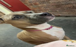 Mixed Breed dogs for sale: Angel - Staffordshire bull terrier cross boxer - Image 5