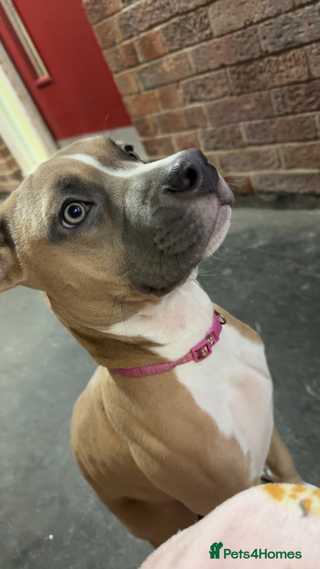 Mixed Breed dogs for sale: Angel - Staffordshire bull terrier cross boxer - Image 5