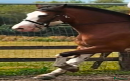 Welsh Section D horses for sale: Beautiful 14.2 mare  - Image 5