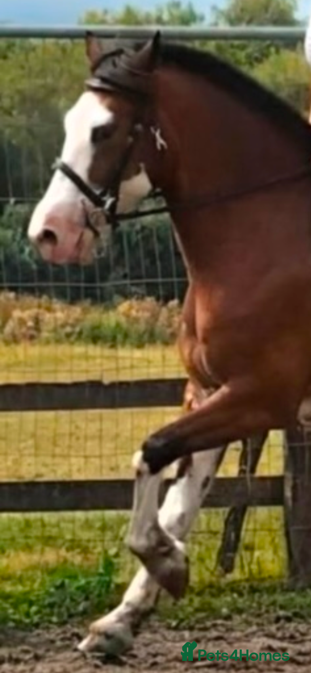 Welsh Section D horses for sale: Beautiful 14.2 mare  - Image 5