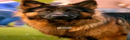 German Shepherd dogs for stud: Long Haired German shepherd  - Advert 3