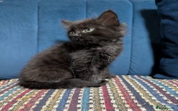 Ragdoll cats for sale: Ragdoll X ready to go! - Image 6