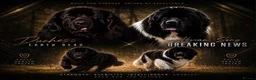 Newfoundland dogs for sale: Champion bloodlines due 22nd October  - Advert 7