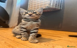 Savannah cats for sale: African bloodline, savanna kittens - Image 9